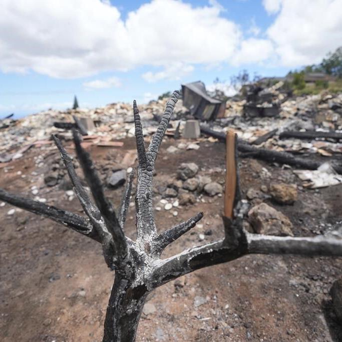 Schools reopening, traffic moving again in signs of recovery from Maui fires that killed 110